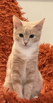 Butterscotch -  Domestic Short Hair Cat for Adoption in Clayton, North Carolina - Butterscotch | PetCurious
