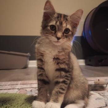 Applesauce -  Domestic Short Hair Cat for Adoption in Roswell, Georgia - Applesauce | PetCurious