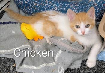 Chicken -  Domestic Short Hair Cat for Adoption in Mears, Michigan - Chicken | PetCurious