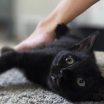 Jaro -  Domestic Short Hair Cat for Adoption in Hartville, Ohio - Jaro | PetCurious