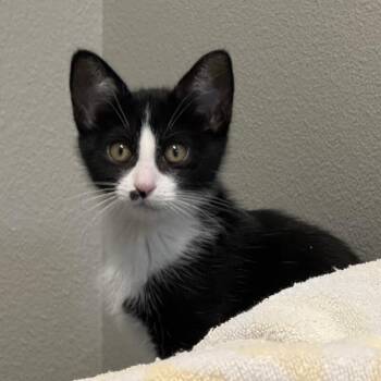 Chimera -  Domestic Short Hair Cat for Adoption in Fort Collins, Colorado - Chimera | PetCurious