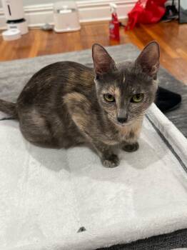 Summer -  Domestic Short Hair Cat for Adoption in Jersey City, New Jersey - Summer | PetCurious