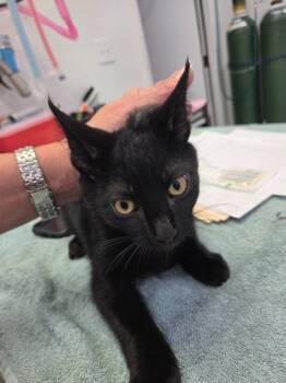 Rescue Domestic Short Hair Cats for Adoption in Brookings, Oregon - Chanel 2 | PetCurious