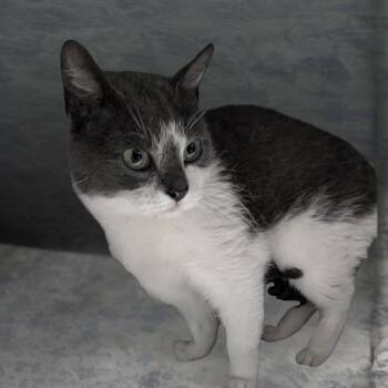 Domestic Short Hair Cats Available for Adoption in Jefferson City, Tennessee - Millie | PetCurious