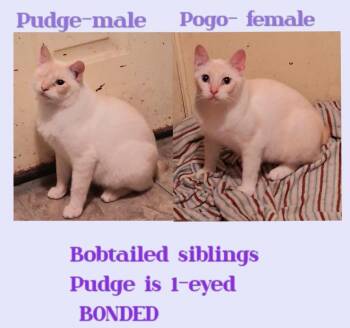Rescue American Bobtail and Siamese Cats for Adoption in Rockford, Illinois - Pogo(F) & Pudge(M) | PetCurious