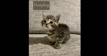 Domestic Short Hair Cats Available for Adoption in Chalfont, Pennsylvania - Dumpling | PetCurious