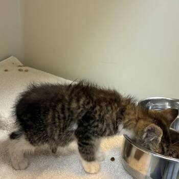 72632 -  Domestic Short Hair Cat for Adoption in Harrisonburg, Virginia - 72632 | PetCurious