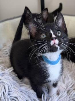 Jay -  Domestic Short Hair Cat for Adoption in Healdsburg, California - Jay | PetCurious