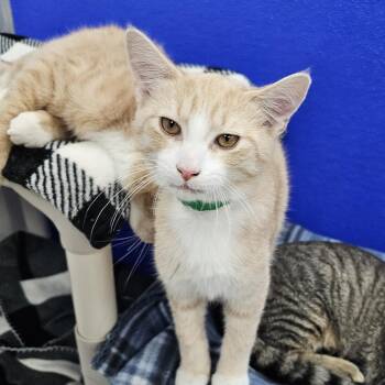 Bugsy -  Domestic Short Hair Cat for Adoption in Dunkirk, New York - Bugsy | PetCurious