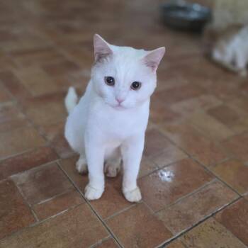 Fabi -  British Shorthair Cat for Adoption in New York, New York - Fabi | PetCurious