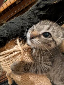 Rescue Domestic Short Hair Cats for Adoption in Fruit Heights, Utah - Manuka | PetCurious