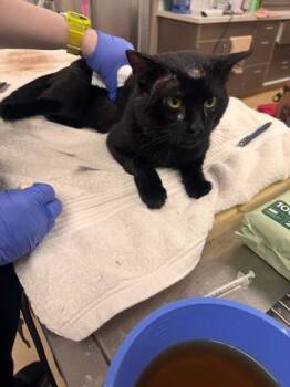 Panza -  Domestic Short Hair Cat for Adoption in Longmont, Colorado - Panza | PetCurious