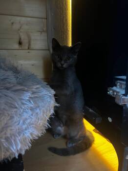 Coffee -  Domestic Short Hair Cat for Adoption in Spencerville, Ontario - Coffee | PetCurious