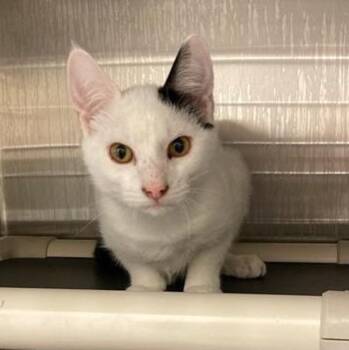 Max -  Domestic Short Hair Cat for Adoption in Prince Frederick, Maryland - Max | PetCurious