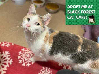 Domestic Short Hair Cats Available for Adoption - MARSHMELLOW | PetCurious