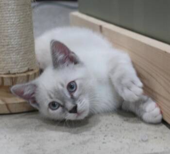Domestic Short Hair Cats Available for Adoption in Minneapolis, Minnesota - Bunny | PetCurious