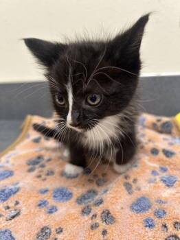 Canola -  Domestic Medium Hair Cat for Adoption in Kennewick, Washington - Canola | PetCurious