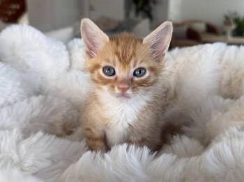 Howdy Doody -  Domestic Short Hair Cat for Adoption in St. Augustine, Florida - Howdy Doody | PetCurious