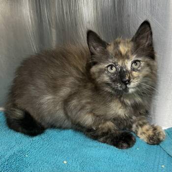 Kanga -  Domestic Short Hair Cat Available for Adoption in Palm Springs, California - Kanga | PetCurious