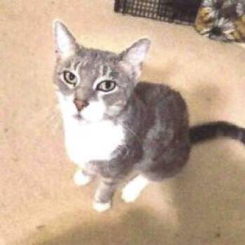 Zelda -  Domestic Short Hair Cat for Adoption in Lakewood, Colorado - Zelda | PetCurious