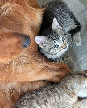 Cali-ente -  Tabby and Domestic Short Hair Cat for Adoption in Skyline, Minnesota - Cali-ente | PetCurious