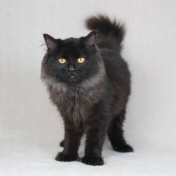 Domestic Long Hair Cats Available for Adoption - Andromeda | PetCurious