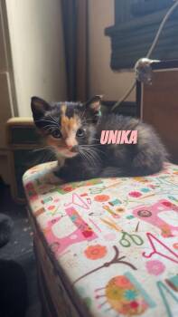Unika -  Domestic Short Hair Cat for Adoption in Kirksville, Missouri - Unika | PetCurious