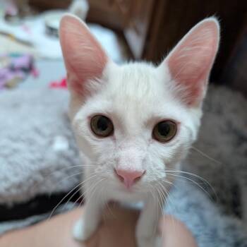 Big Boy -  Domestic Short Hair Cat for Adoption in Wheeling, Illinois - Big Boy | PetCurious