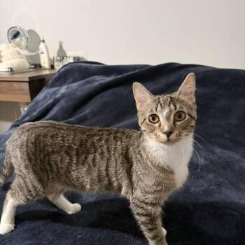 Suzy -  Domestic Short Hair Cat for Adoption in New York, New York - Suzy | PetCurious