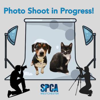 Domestic Short Hair Cats Available for Adoption in Briarcliff Manor, New York - Rex | PetCurious