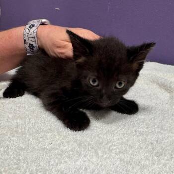 Opal -  Domestic Short Hair Cat for Adoption in Englewood, Florida - Opal | PetCurious