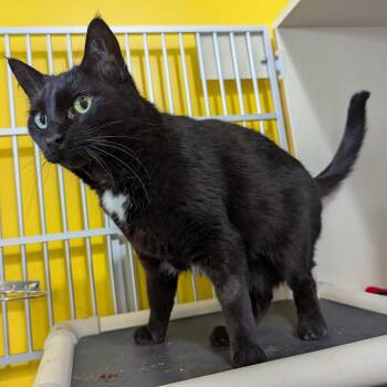 Capuchin -  Domestic Short Hair Cat for Adoption in Morden, Manitoba - Capuchin | PetCurious