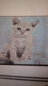 Fable -  Domestic Short Hair Cat for Adoption in Parker, Colorado - Fable | PetCurious