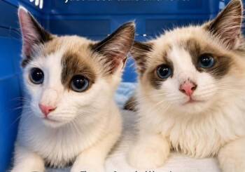 Gemma and Sawyer -  Ragdoll Cat for Adoption in Woodmere, New York - Gemma And Sawyer | PetCurious