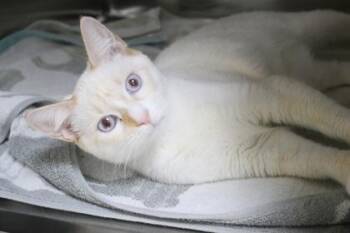 Domestic Short Hair Cats Available for Adoption in Brunswick, Georgia - Aurora | PetCurious