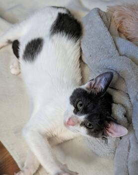Opal -  Domestic Short Hair Cat for Adoption in Trenton, New Jersey - Opal | PetCurious