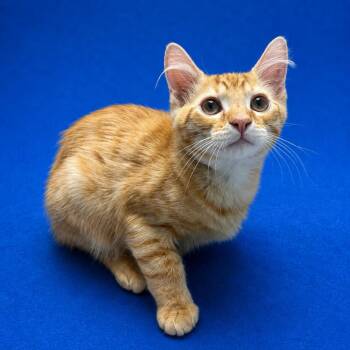 Moi -  Domestic Short Hair Cat Available for Adoption in Riverside, California - Moi | PetCurious