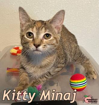 Kitty Minaj -  Domestic Short Hair Cat for Adoption in Douglasville, Georgia - Kitty Minaj | PetCurious