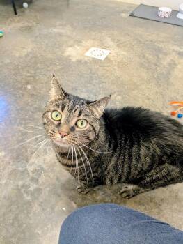 Shaniqua -  Domestic Short Hair Cat Available for Adoption in Somerset, Pennsylvania - Shaniqua | PetCurious