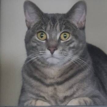 Rescue Domestic Short Hair Cats for Adoption in Los Angeles, California - Doja Cat | PetCurious