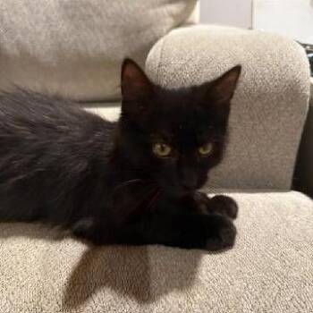 Atlas -  Maine Coon and Domestic Medium Hair Cat for Adoption in Carmel, Indiana - Atlas | PetCurious