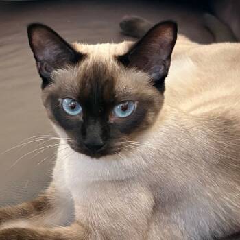 Rescue Siamese Cats for Adoption in Agoura Hills, California - Isabella | PetCurious