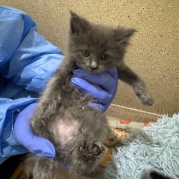 Leaf-nosed Bat -  Domestic Short Hair Cat for Adoption in Pekin, Illinois - Leaf-nosed Bat | PetCurious