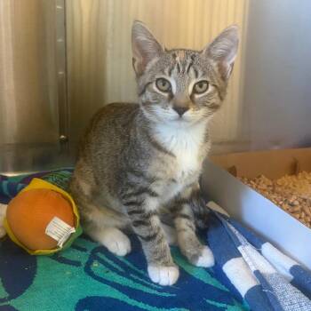 Tara -  Domestic Short Hair Cat for Adoption - Tara | PetCurious