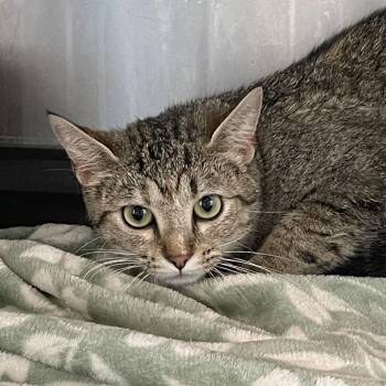 FFS-A-94195 -  Domestic Short Hair Cat for Adoption in West Des Moines, Iowa - FFS-A-94195 | PetCurious