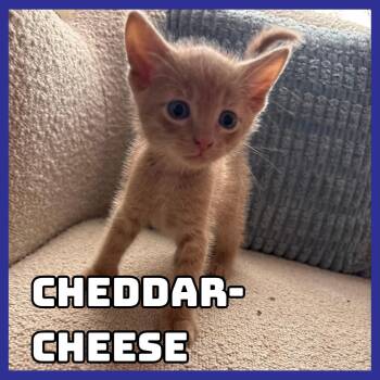 Cheddar-Cheese -  Domestic Medium Hair Cat for Adoption in Glenwood, Minnesota - Cheddar-Cheese | PetCurious
