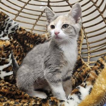 Mary -  Domestic Short Hair Cat for Adoption in Monroe, Michigan - Mary | PetCurious