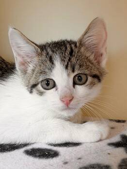 Thumb -  Domestic Short Hair Cat for Adoption in Menomonie, Wisconsin - Thumb | PetCurious