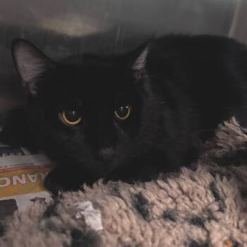 Aldi -  Domestic Short Hair Cat for Adoption in Belleville, Illinois - Aldi | PetCurious