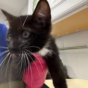 Domestic Short Hair Cats Available for Adoption in Greenville, South Carolina - Bear | PetCurious
